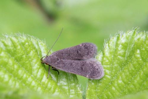 Anacampsis timidella