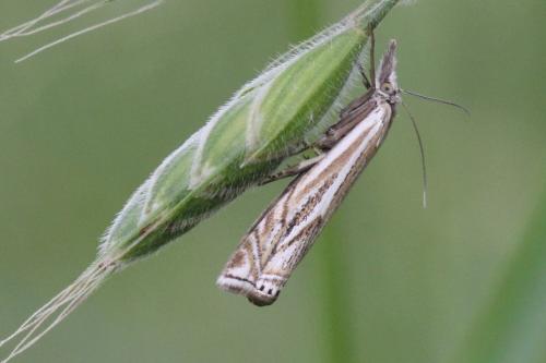 Réf. 103 002 : Crambus lathoniellus