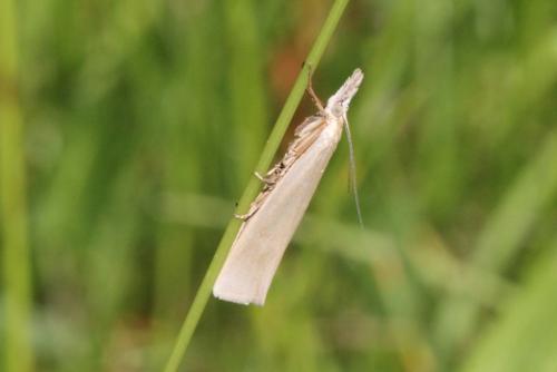 Crambus perlella