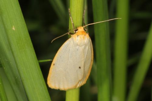 Réf. 103 328 : Cybosia mesomella