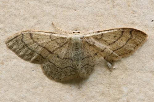 Idaea aversata
