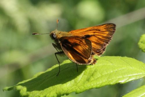 Ochlodes sylvanus