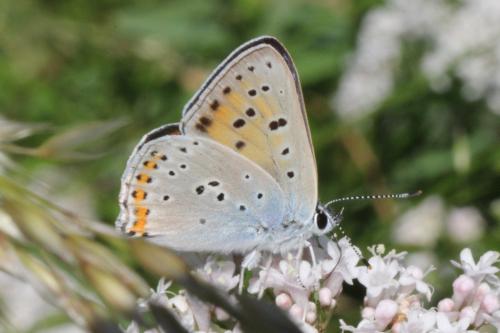 Réf. 103 067 : Lycaena alciphron