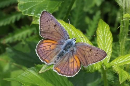 Réf. 103 857 : Lycaena alciphron