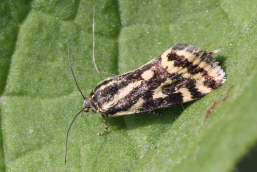 Réf. 103 998 : Acontia trabealis