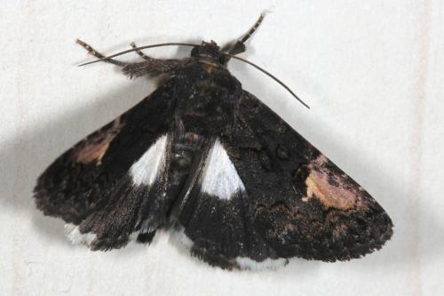 Aedia funesta