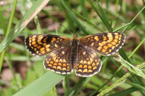Melitaea athalia