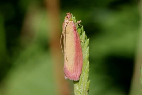 Réf. 103 503 : Oncocera semirubella