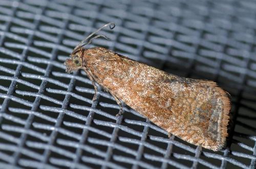 Celypha striana