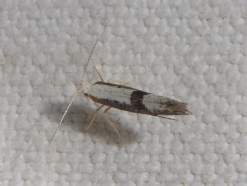 Argyresthia sp.
