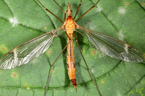Réf. 103 761 : Tipula sp.