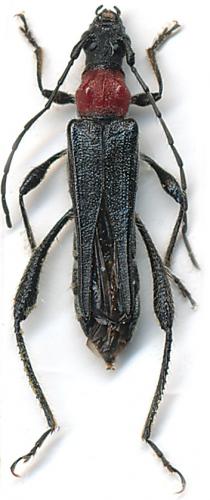 Réf. 103 598 : Callimoxys gracilis