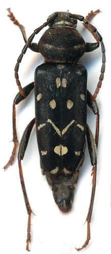 Réf. 103 473 : Plagionotus arcuatus lugubris