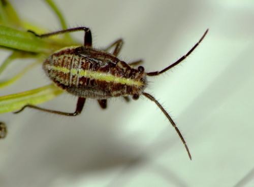 Horistus orientalis