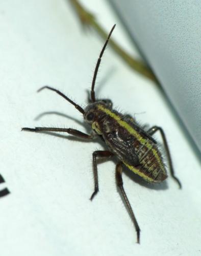 Horistus orientalis