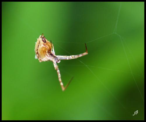 Uloborus walckenaerius