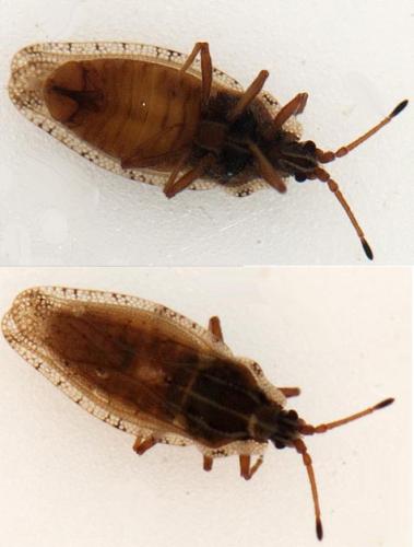 Réf. 103 026 : Tingis auriculata