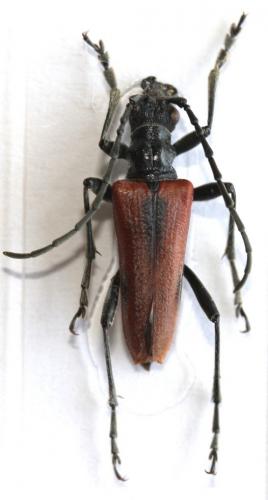 Réf. 103 468 : Anisorus quercus