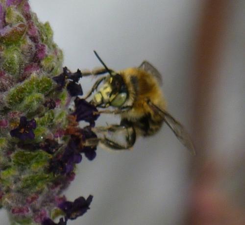 Anthophora quadrimaculata