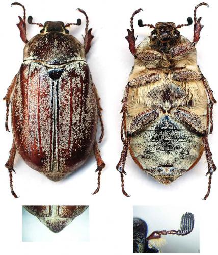 Melolontha pectoralis