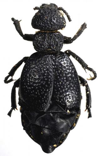 Meloe tuccius