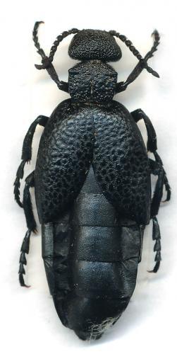 Meloe cicatricosus