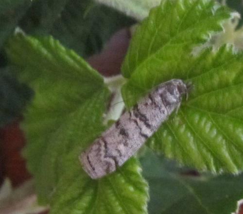 Dioryctria mendacella