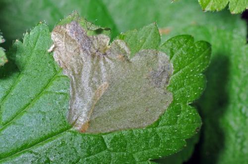 Réf. 103 905 : Metallus lanceolatus