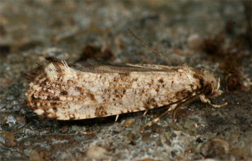 Réf. 103 820 : Morophaga choragella
