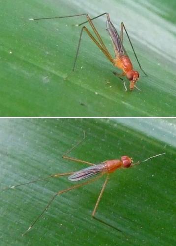 Réf. 103 847 : Grallipeza spinuliger