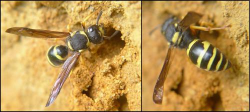 Réf. 103 010 : Odynerus sp.