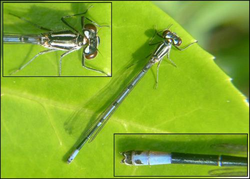 Coenagrion puella