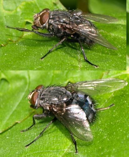 Calliphora vicina