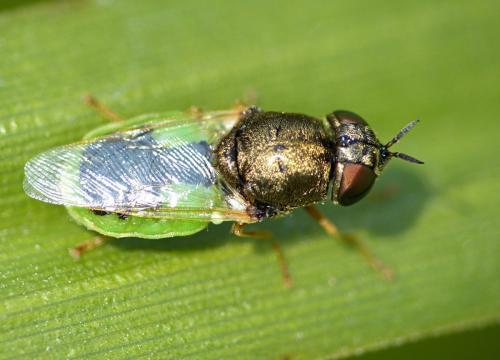 Réf. 103 811 : Oplodontha viridula