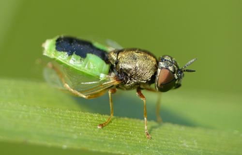 Réf. 103 810 : Oplodontha viridula