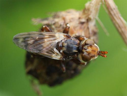 Myopa buccata