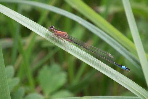 Ischnura elegans
