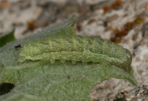 Agrochola pistacinoides