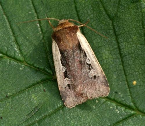 Réf. 103 817 : Ochropleura plecta