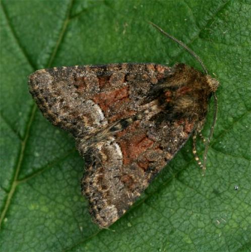 Réf. 103 819 : Oligia sp.