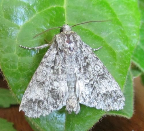 Réf. 103 767 : Subacronicta megacephala