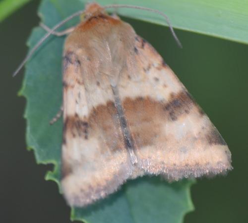 Réf. 103 416 : Heliothis viriplaca