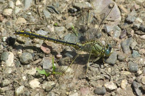 Réf. 103 585 : Gomphus pulchellus