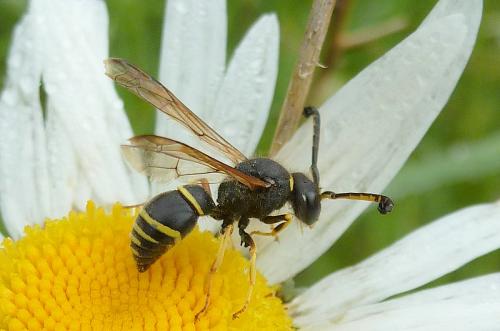 Réf. 103 183 : Odynerus sp.
