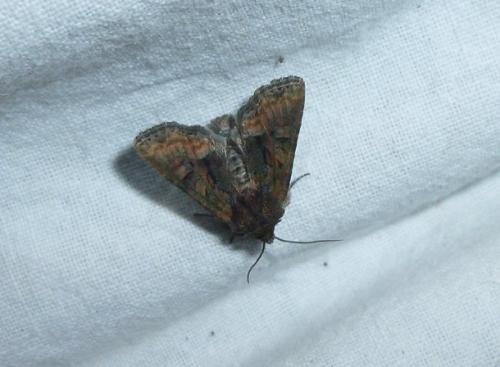 Oligia sp.