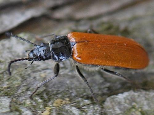 Omophlus lepturoides