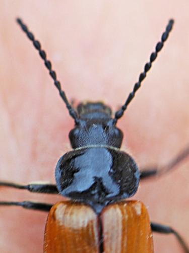 Omophlus lepturoides