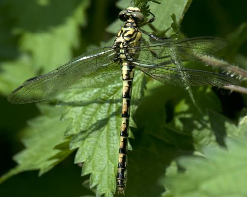 Onychogomphus forcipatus