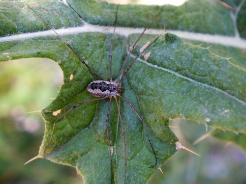 Phalangium opilio