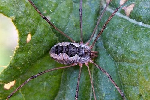 Phalangium opilio
